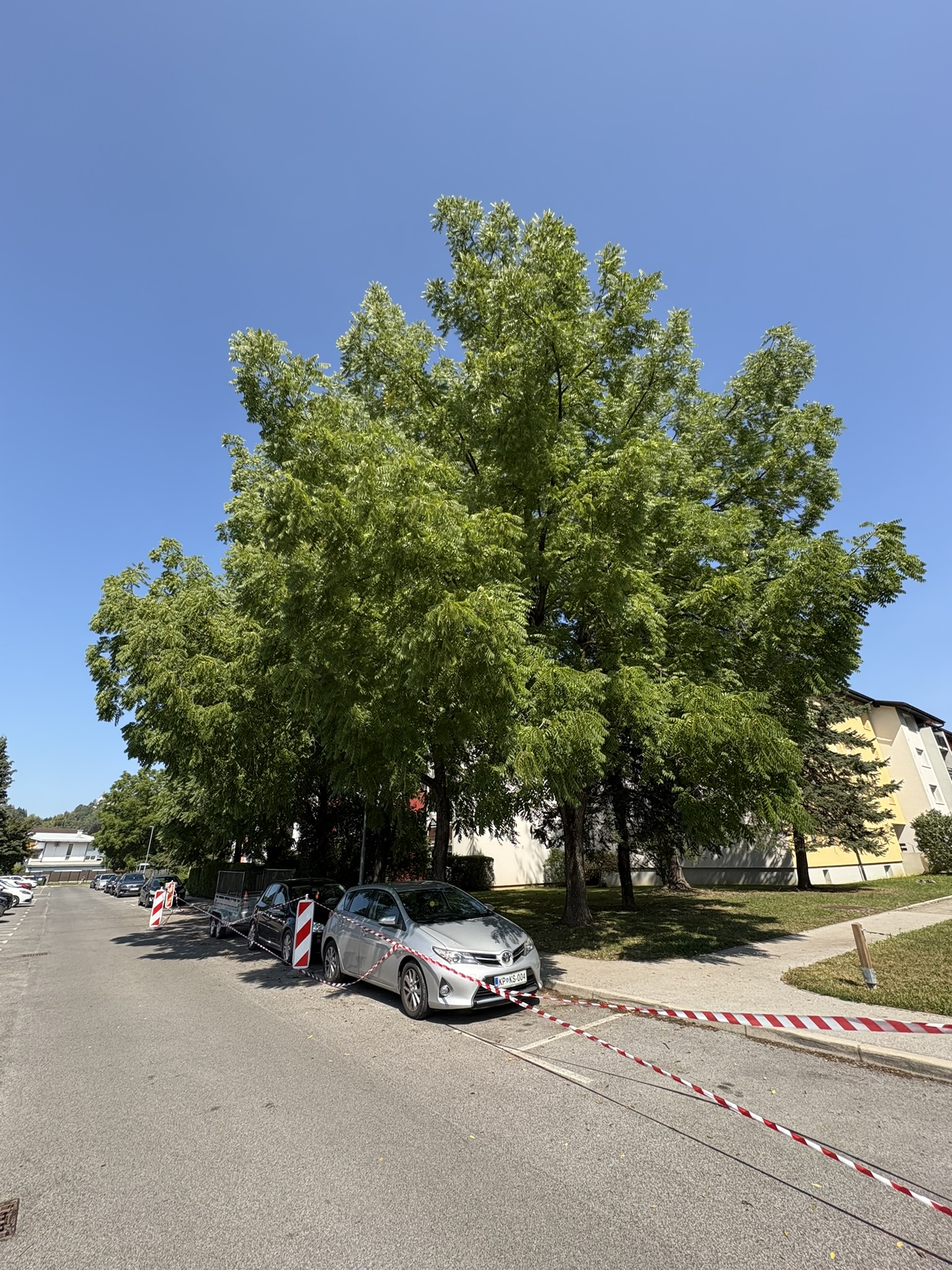 Nega in obrezovanje dreves v urbanem okolju