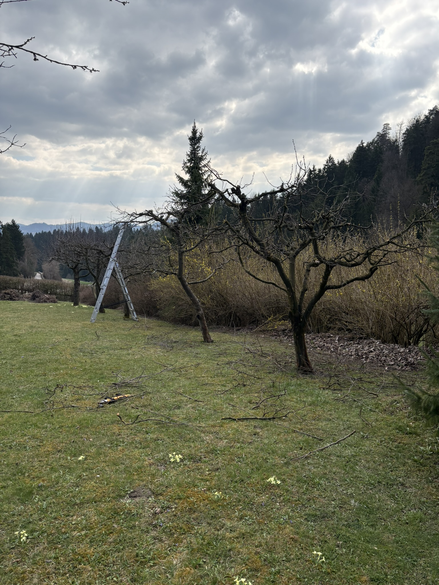 sadno drevje 1